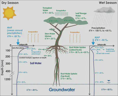 Conceptual illustration of the soil vegetation atmosphere continuum of a typical semi-arid environment from a stable isotope perspective.