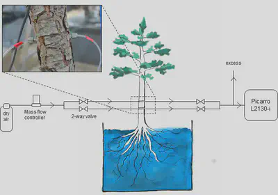 Schematic drawing of the stem borehole setup