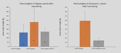 Fig.9: Harvested plant weights for two shallow-rooted species after the experiment. Left graphic: blue - deep rooter plus Tagetes, no artificial mycorrhization; orange - deep rooter plus Tagetes, with artificial mycorrhization; grey – only shallow rooter Tagetes. Right graphic: orange - deep rooter plus Erysimum c., with artificial mycorrhization; grey – only shallow rooter Erysimum c.