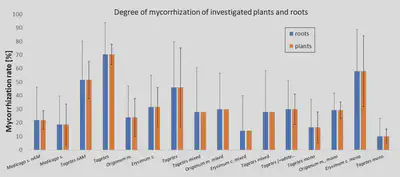 Fig.8: Mycorrhization degree in [%]. For almost all treatments and plants, a good myccorhizatio nwas achieved.