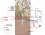 New paper out: Continuous measurements of soil, root and tree xylem water isotope values are possible!