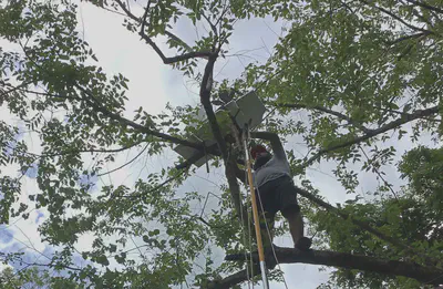 Alberto installing a black and white leaf replica in a tree canopy. A styrofoam board is fixed below the replicas to create a cold background in the thermal images.