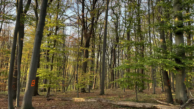 CONFOR - Ecohydrological connectivity between trees and the capillary zone - a key driver for drought resilience of European forests? (2022-2025)